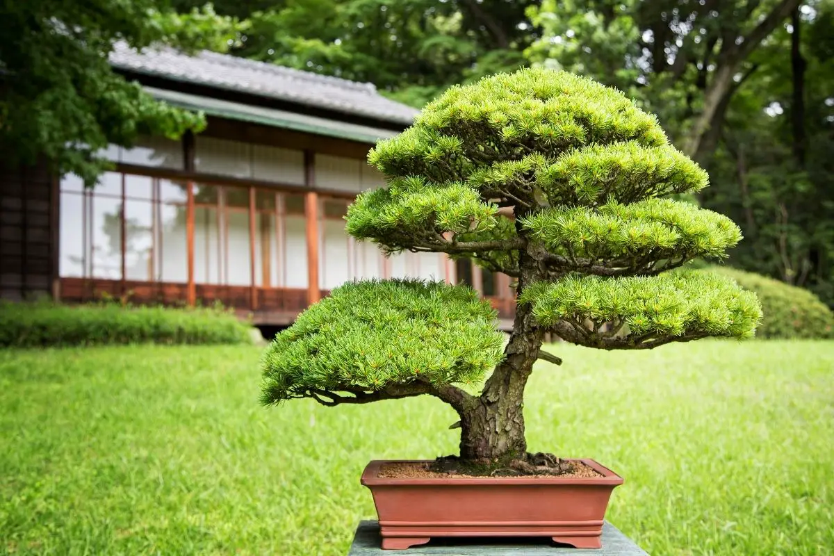 Are Bonsai Trees Real 