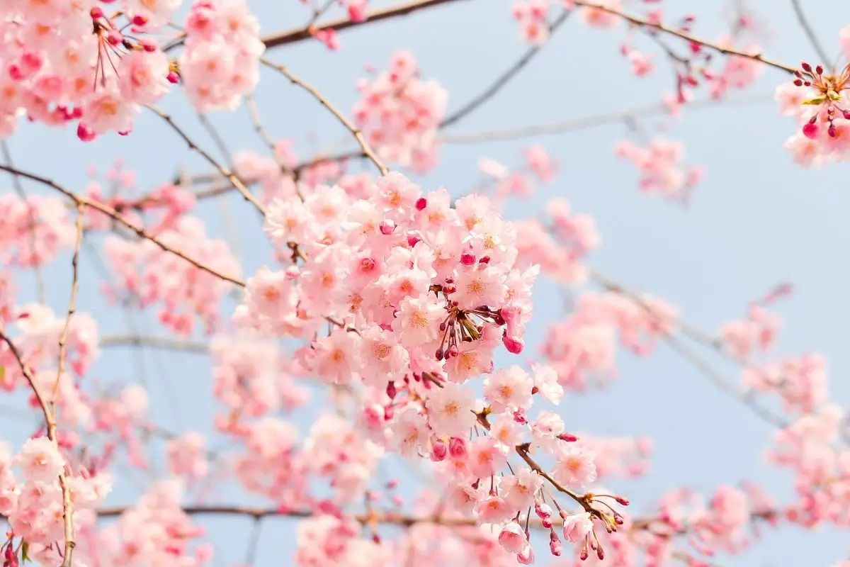 Are Cherry Blossoms Edible?