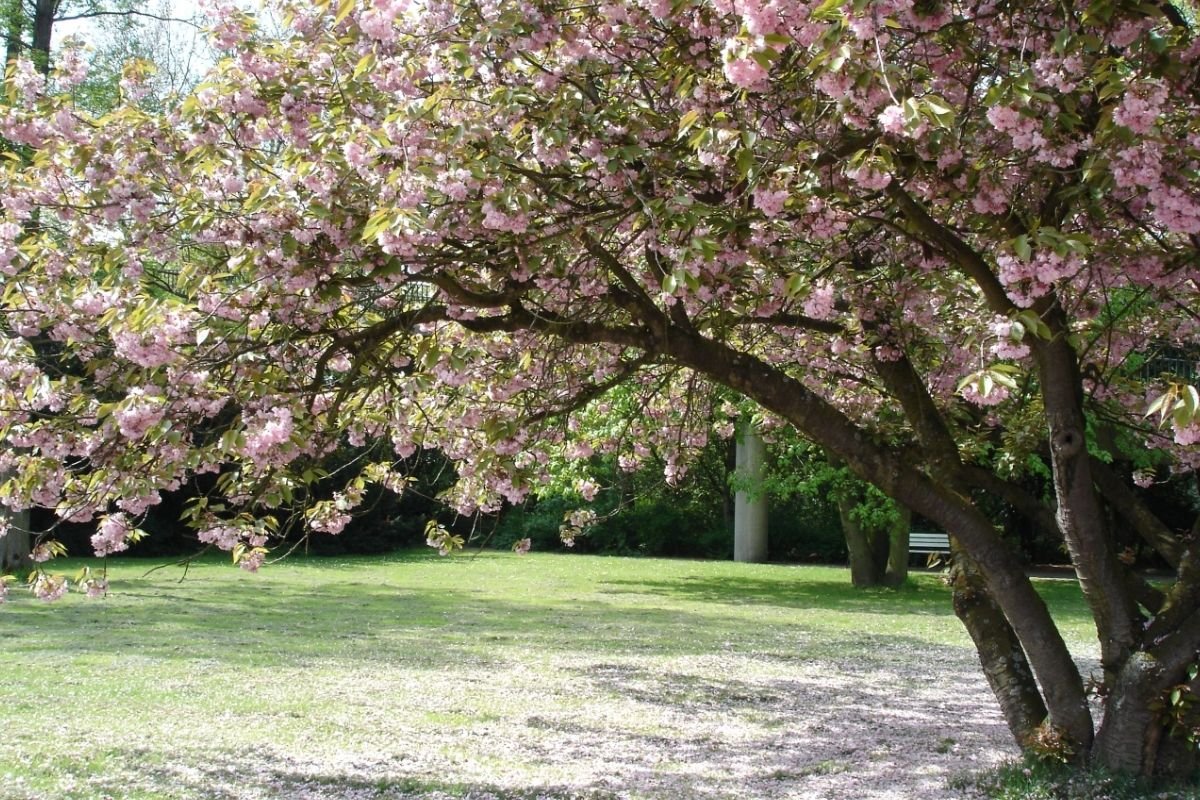 Types Of Cherry Blossom Trees