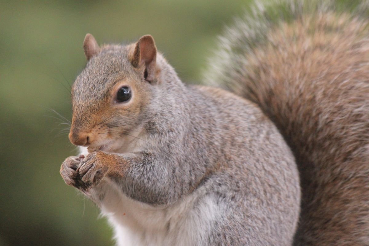 Other Japanese Squirrels