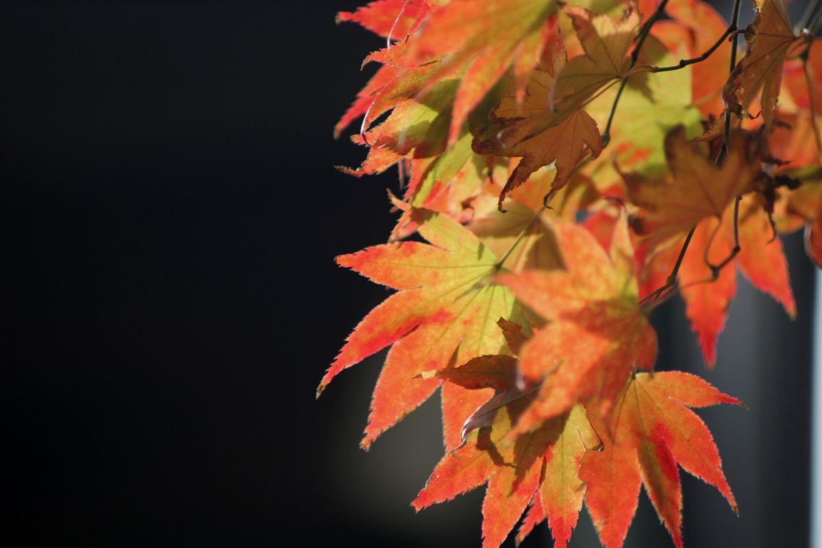 When Is Fall In Japan (1)