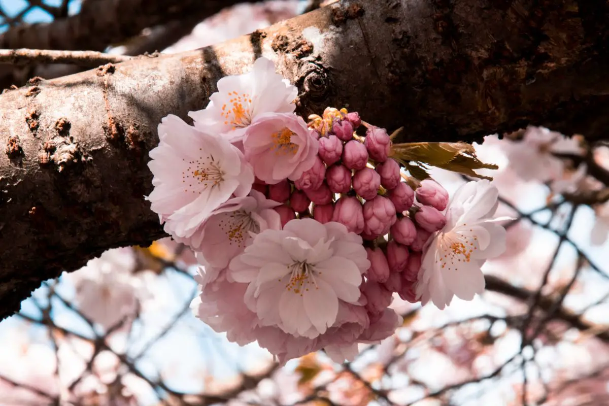 15 Japanese Flower Favorites And Their Meanings