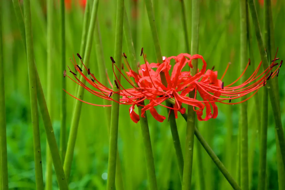 ManjushageHiganbana (Spider Lily)