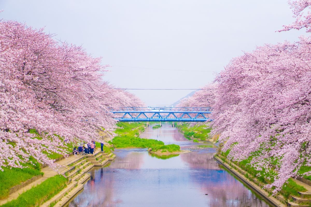 sakura-what-does-it-really-mean-in-japanese-why-so-japan