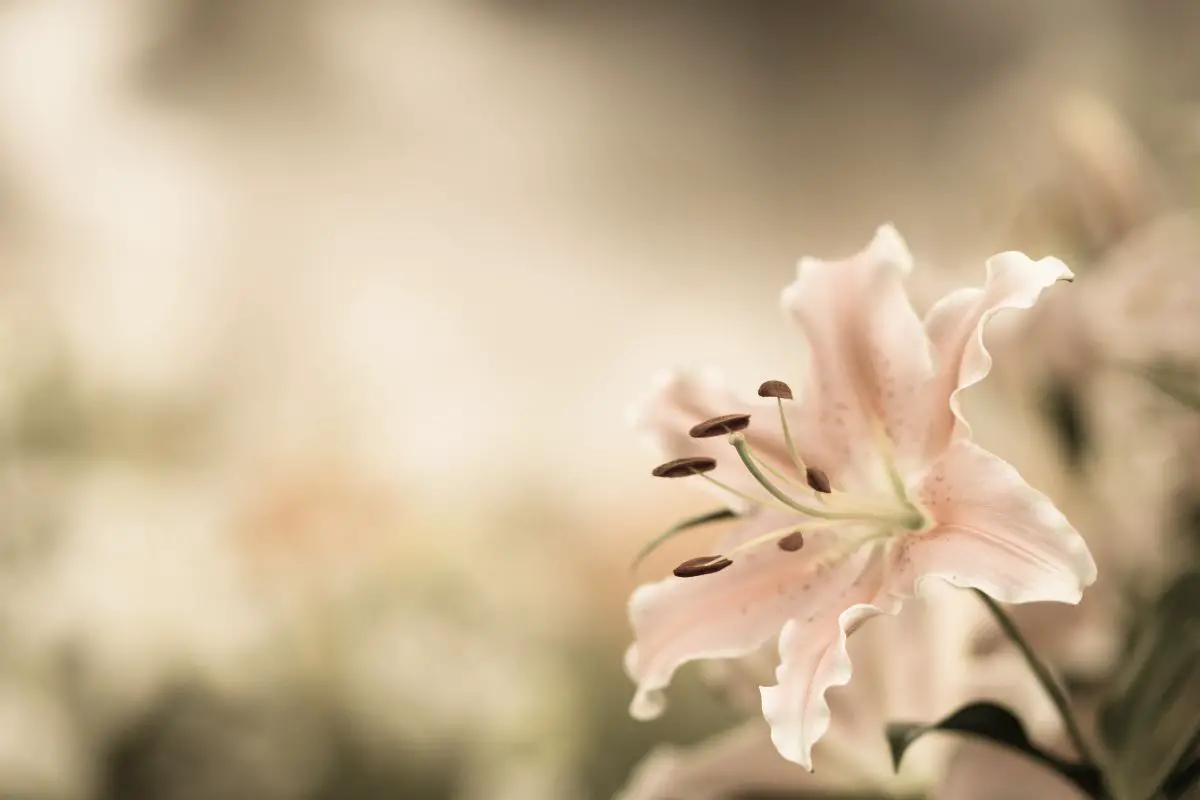 The Cutest Japanese Flower Names For Girls With Meaning
