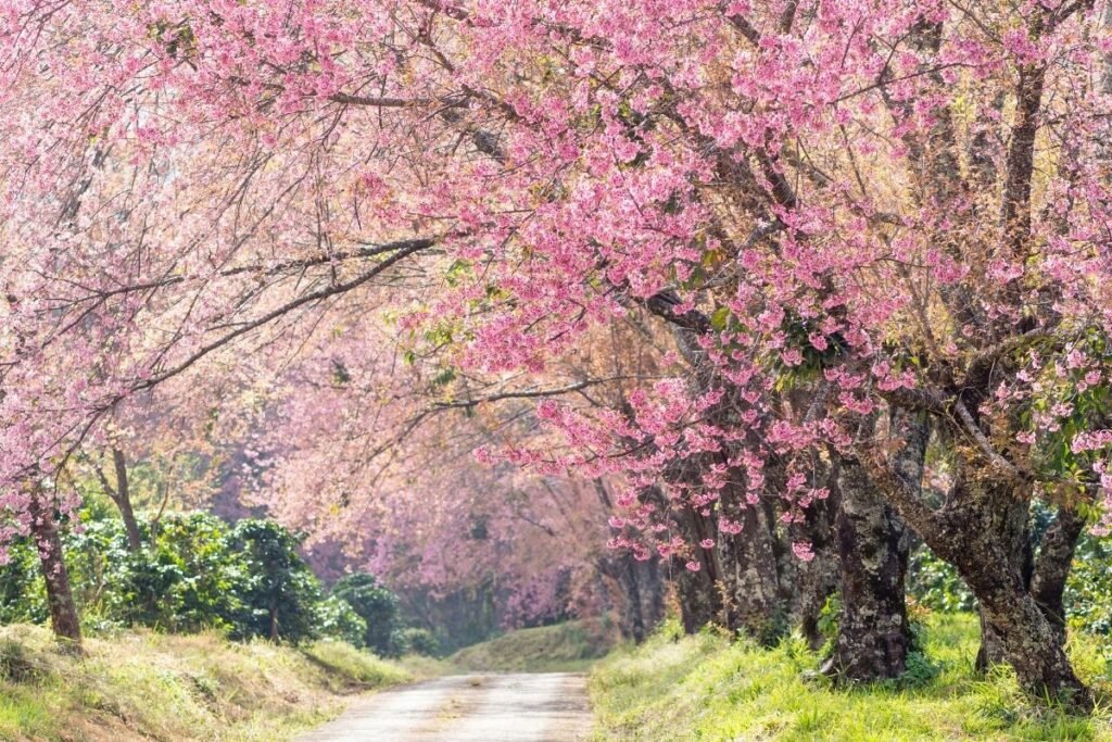 Are Cherry Blossoms Edible? Why So Japan