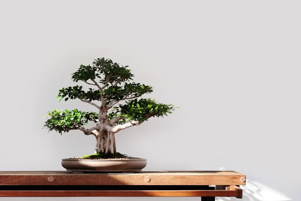 Are Bonsai Trees Real? 