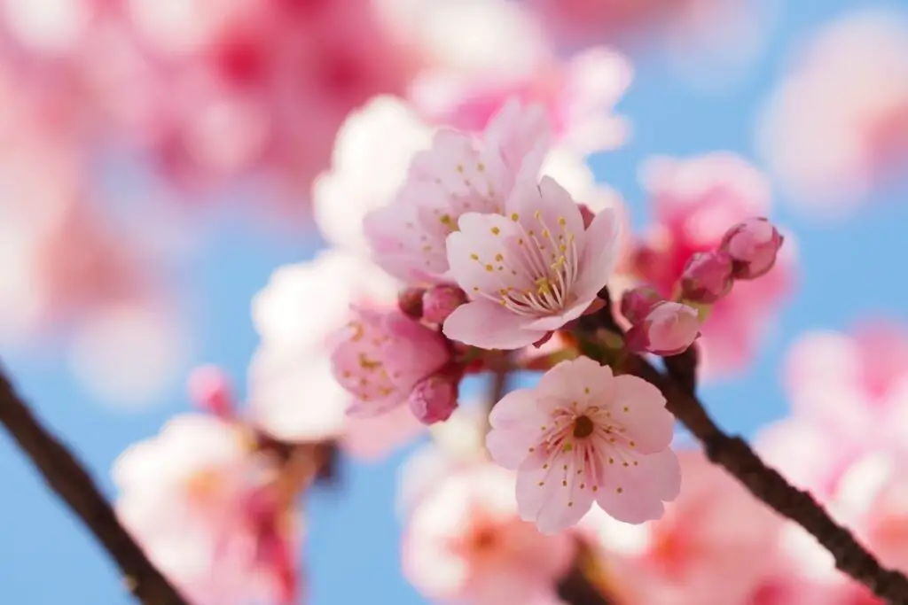Do Cherry Blossom Trees Grow Cherries