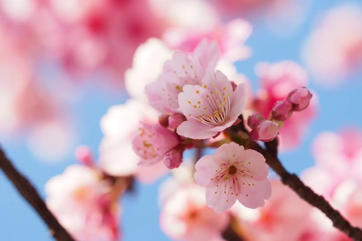 Do Cherry Blossom Trees Grow Cherries?