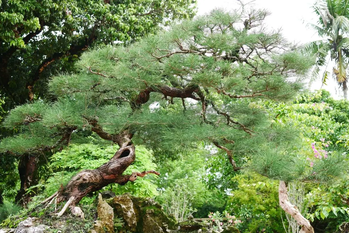 How Big Can A Bonsai Tree Get Why So Japan