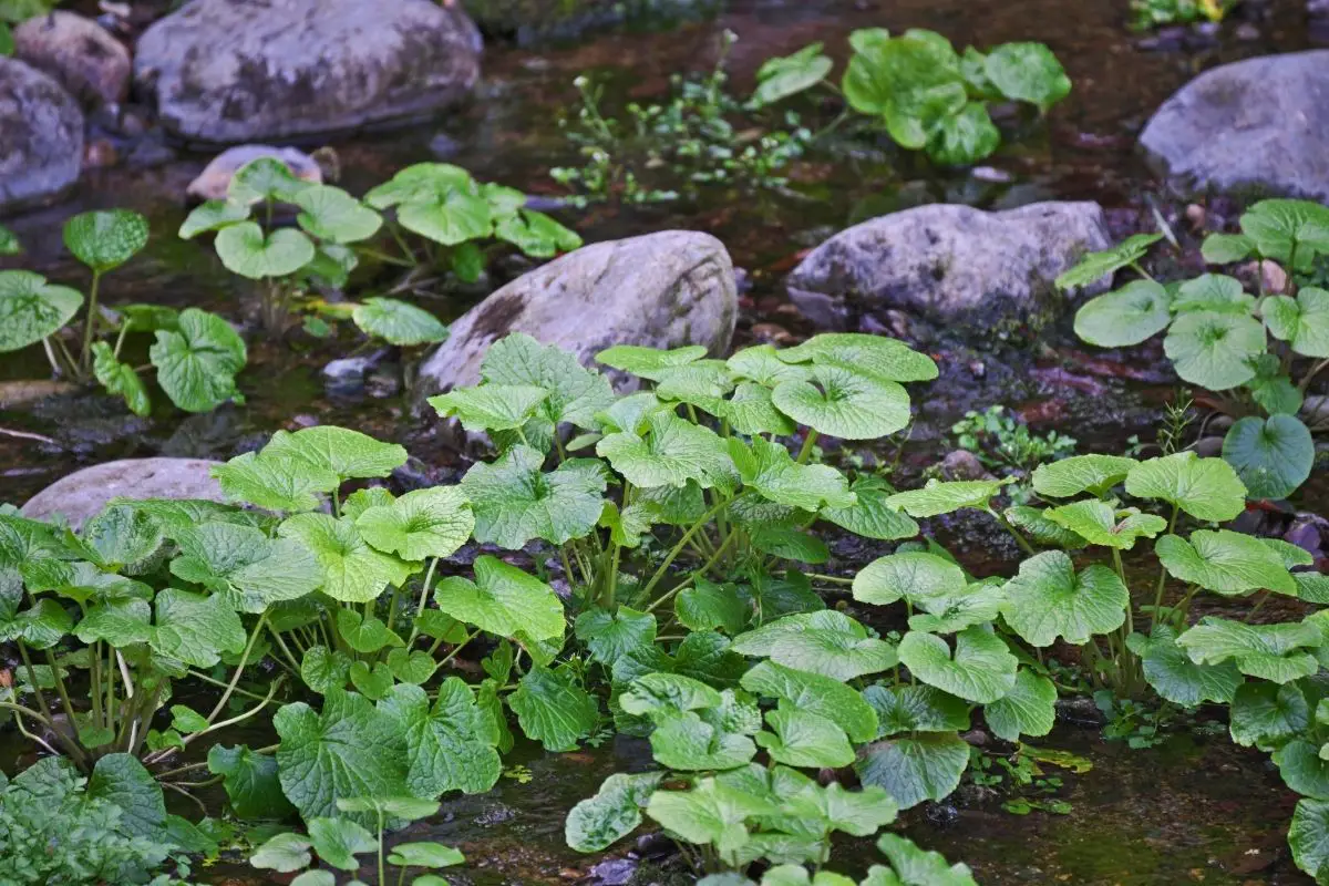 How To Grow Wasabi In Your Garden
