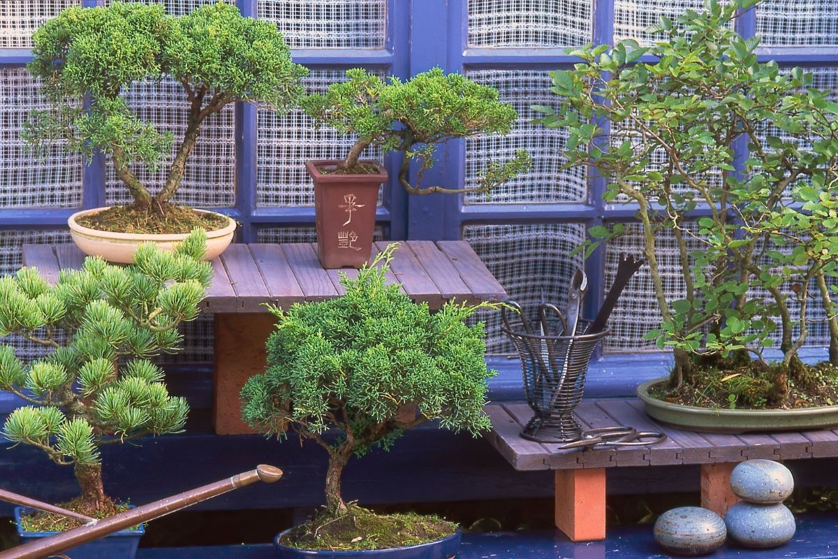 What Are The Styles Of Bonsai