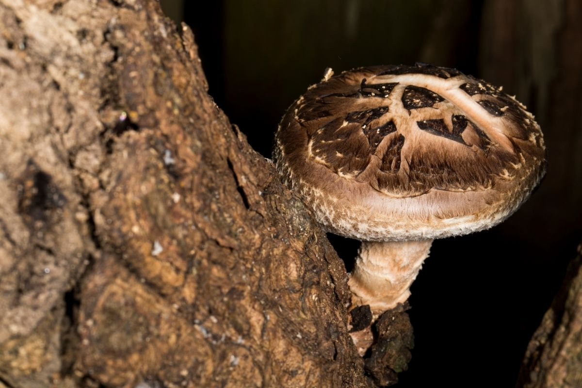 can-you-eat-raw-shiitake-mushrooms-why-so-japan