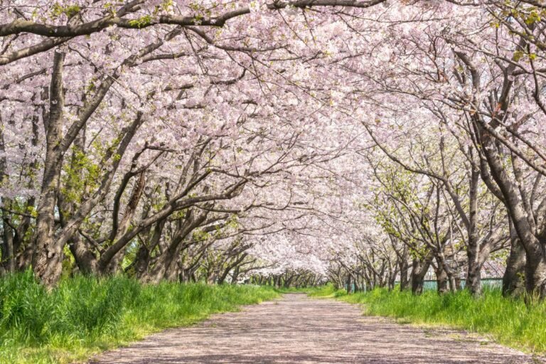 Best Time To Visit Japan For Cherry Blossoms - Why So Japan