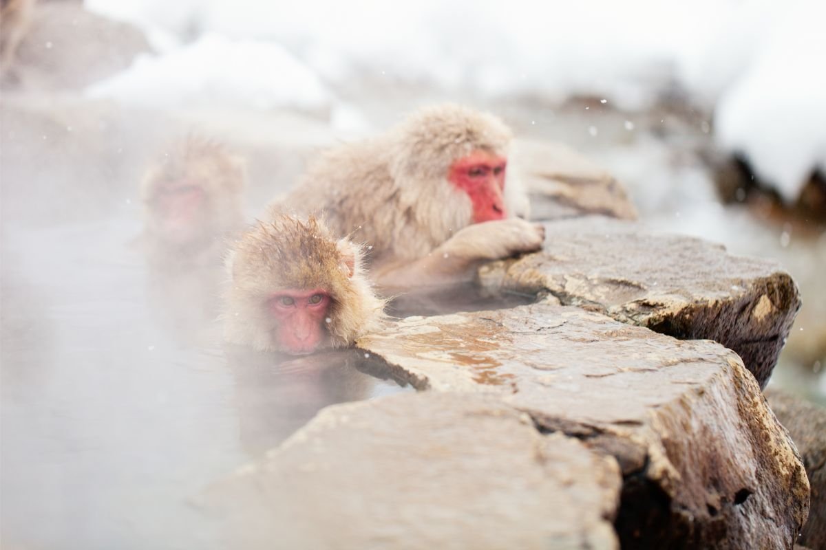 national-animal-of-japan-japanese-macaque-symbol-hunt