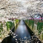 When Is Spring In Japan?