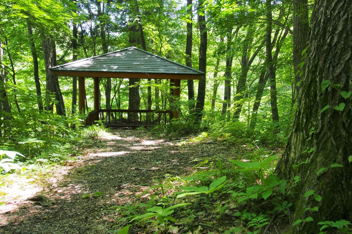 10 Beautiful Japanese Forests To Visit