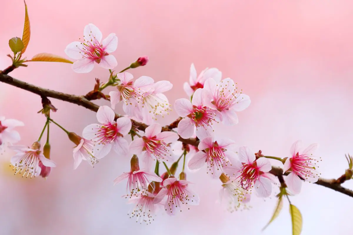 Sakuru (Cherry Blossom)
