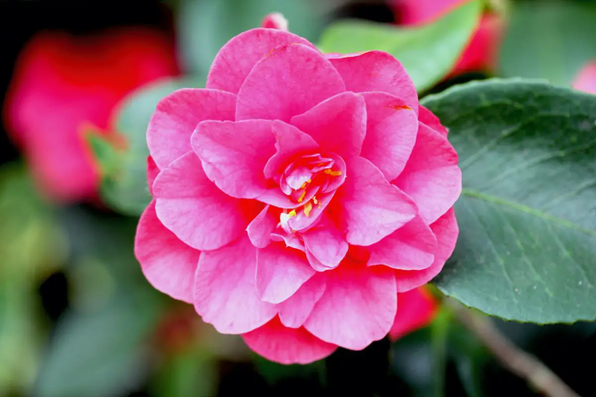Tsubaki (Red Camellia)