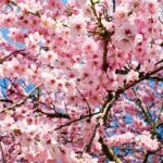 The Cutest Japanese Flower Names For Girls With Meaning
