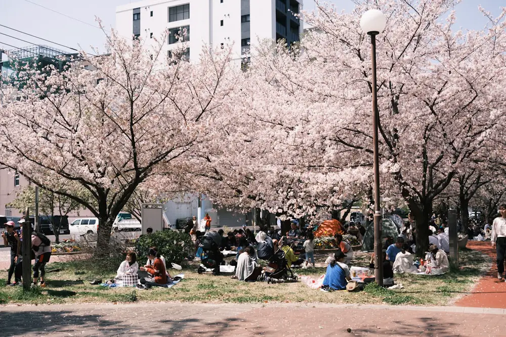 What Is Hanami? Guide to Cherry Blossom Viewing in Japan